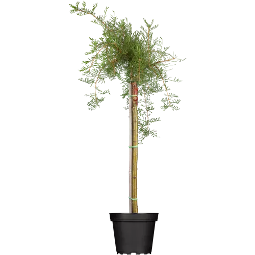 Caragana arborescens 'Pendula'