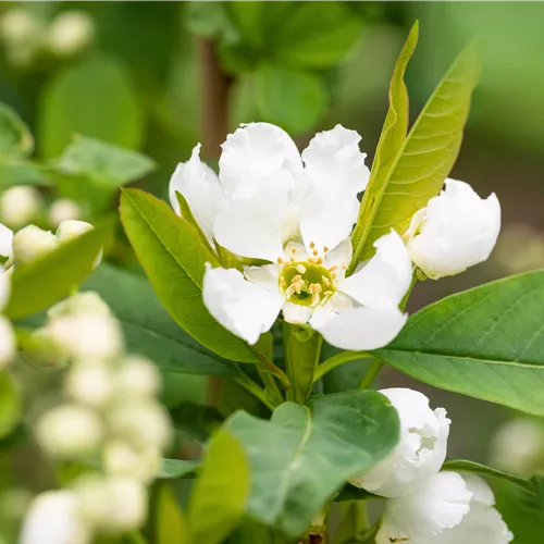 Exochorda giraldii wilsonii