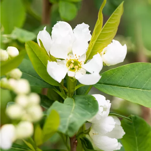 Exochorda racemosa 'Blushing Pearl' -S-