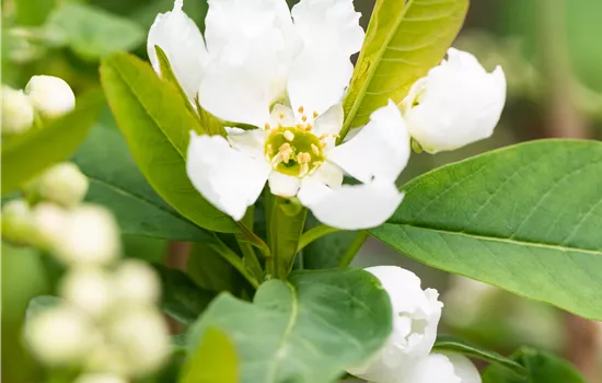 Exochorda racemosa 'Blushing Pearl' -S-