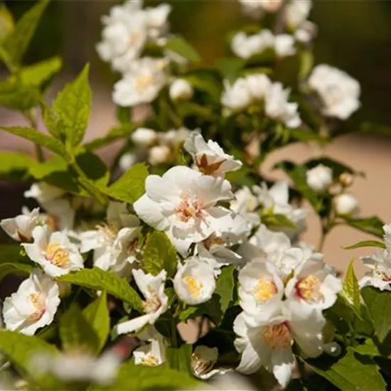 Zaun mal anders: Blütensträucher als Sichtschutz