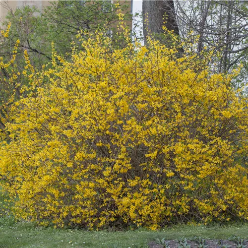 Forsythia intermedia 'Spectabilis'
