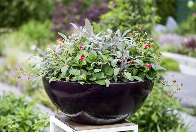 Salvia officinalis 'Tricolor'