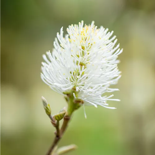 Fothergilla major