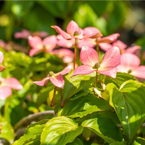 Cornus kousa 'Satomi'