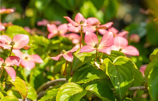 Cornus kousa 'Satomi'