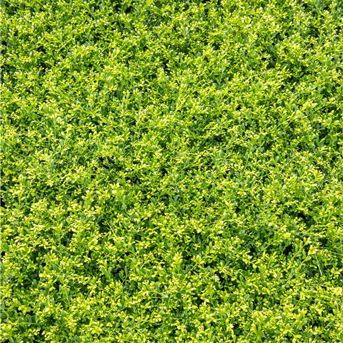 Ilex crenata 'Stokes'