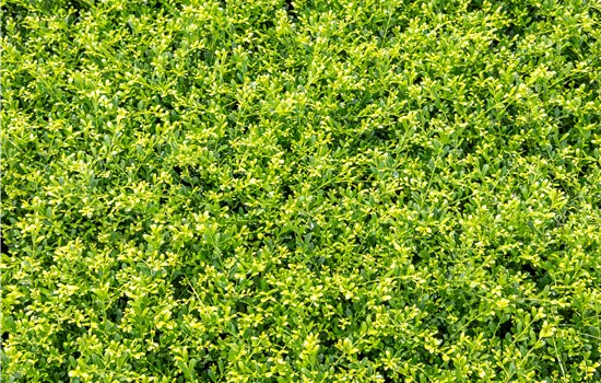 Ilex crenata 'Stokes'