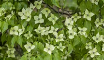 Blumenhartriegel 'China Girl'
