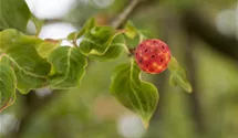 Blumenhartriegel 'China Girl'