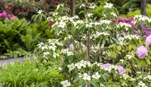 Blumenhartriegel 'China Girl'