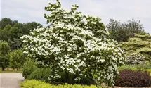 Blumenhartriegel 'China Girl'