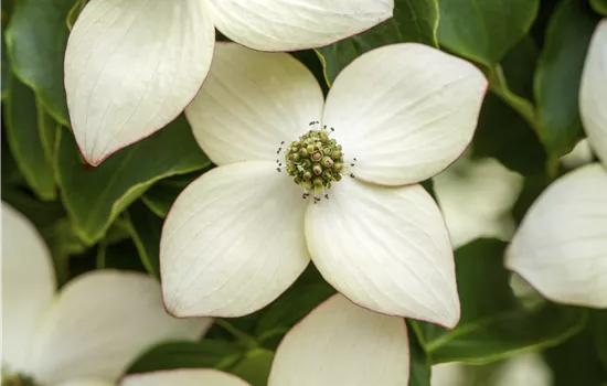Cornus kousa chinensis 'Wieting's Select'