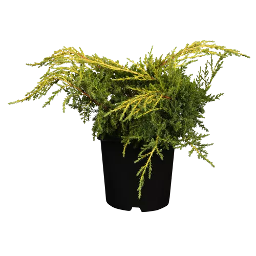 Juniperus media 'Gold Star'