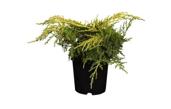 Juniperus media 'Gold Star'