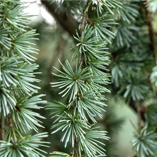 Larix kaempferi 'Blue Dwarf'