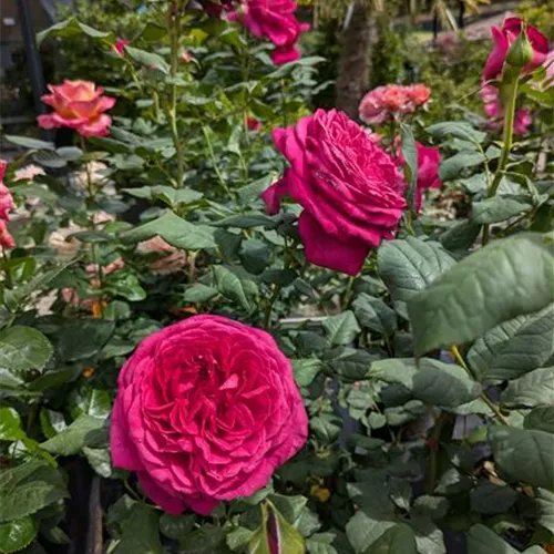 Rosa 'Goethe-Rose' TH