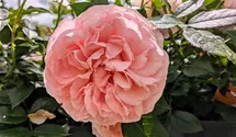 Edelrose 'Chippendale' ®