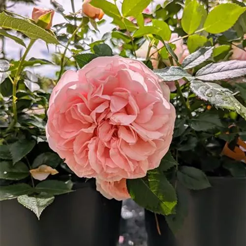 Rosa 'Chippendale' -R- TH