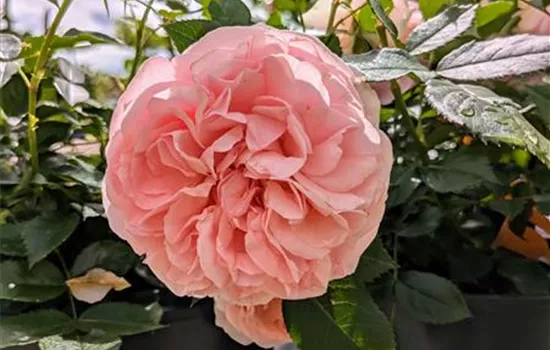 Rosa 'Chippendale' -R- TH