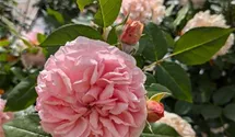 Edelrose 'Chippendale' ®