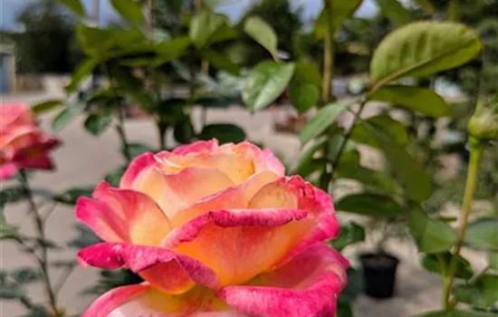 Rosa 'Pullman Orient Express' ® TH