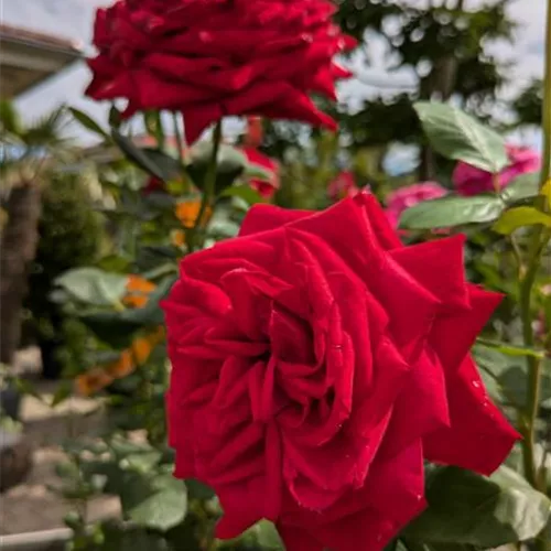 Rosa 'Burgund 81' -R- TH