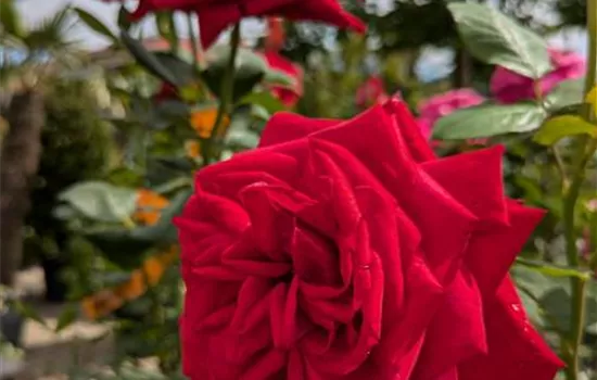 Rosa 'Burgund 81' -R- TH