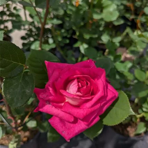 Rosa 'Acapella' -R- TH