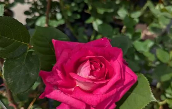 Rosa 'Acapella' -R- TH