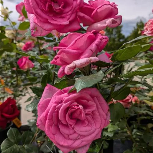 Rosa 'Lady Like' -R- TH