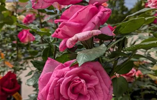 Rosa 'Lady Like' -R- TH