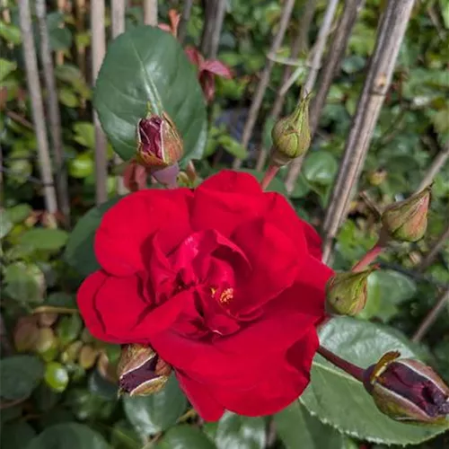 Rosa 'Santana' -R- KL