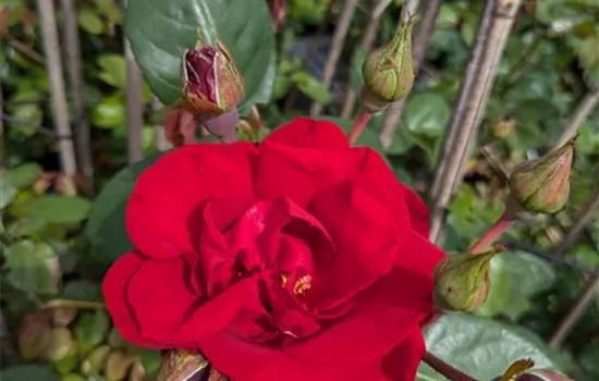 Rosa 'Santana' -R- KL