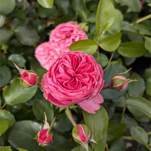 Rosa 'Leonardo da Vinci' -R- BT