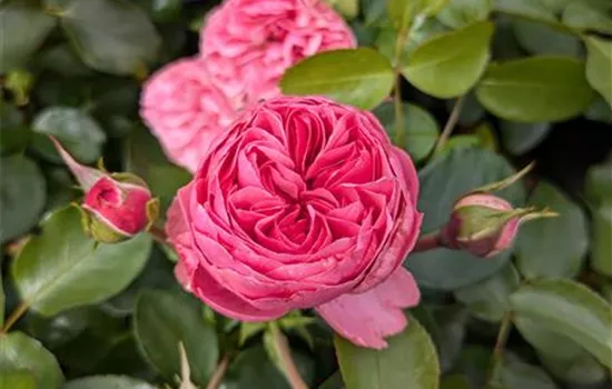 Rosa 'Leonardo da Vinci' -R- BT