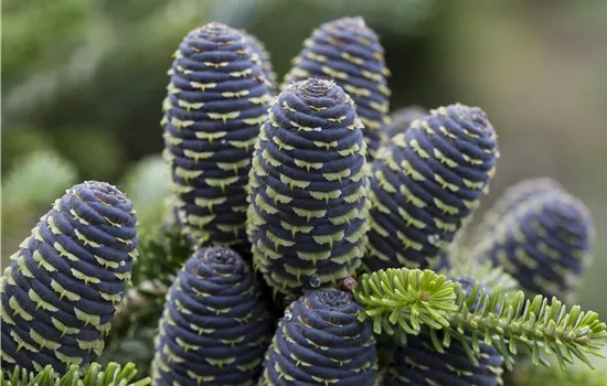 Abies koreana 'Sämling'