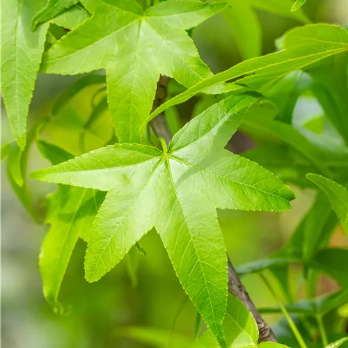 Liquidambar styraciflua 'Slender Silhouette'