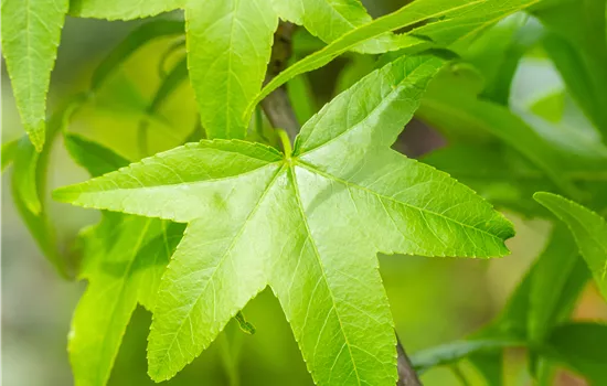 Liquidambar styraciflua 'Slender Silhouette'