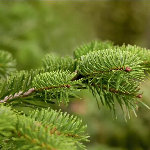 Abies nordmanniana Abies nordmanniana