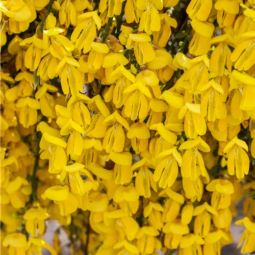 Cytisus scoparius 'Vanesse'