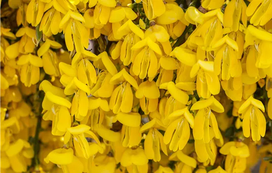 Cytisus scoparius 'Vanesse'