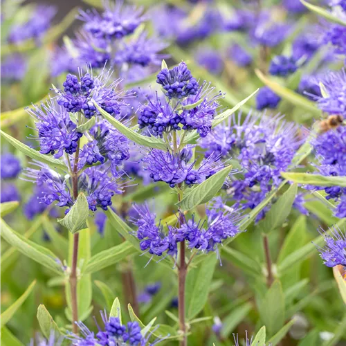 Caryopteris clandonensis 'Kew Blue'