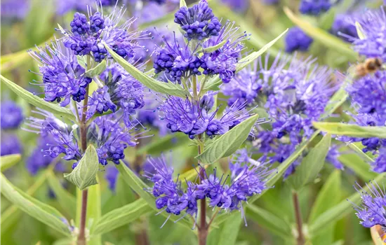 Caryopteris clandonensis 'Kew Blue'