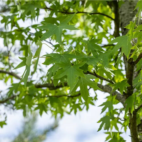 Liquidambar styraciflua 'Worplesdon'