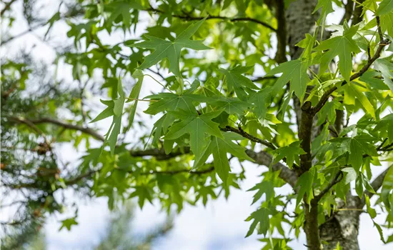 Liquidambar styraciflua 'Worplesdon'