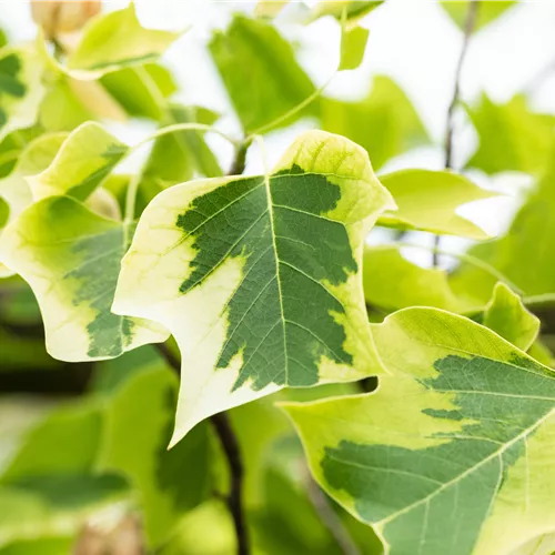 Liriodendron tulipifera 'Aureomarginatum'