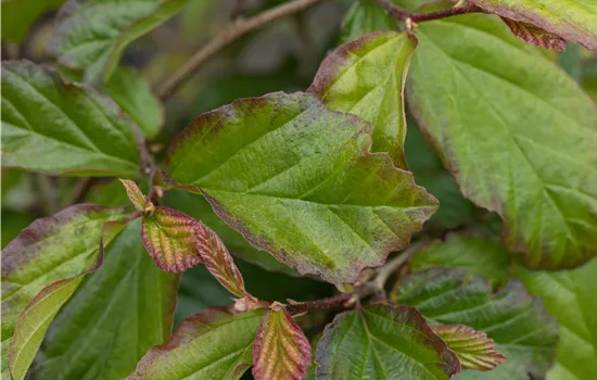 Parrotia persica 'Bella'