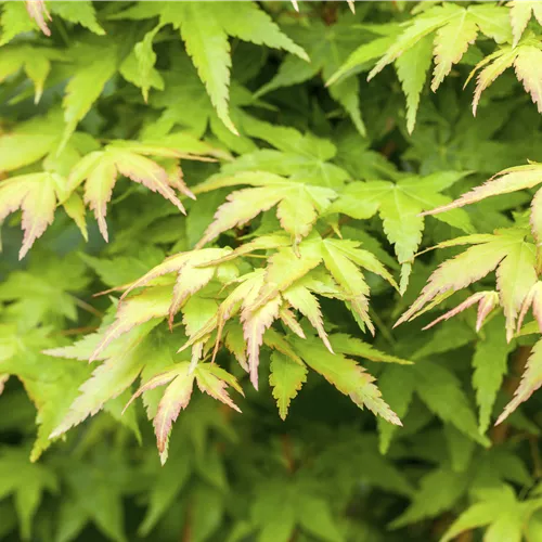 Acer palmatum 'Biho'