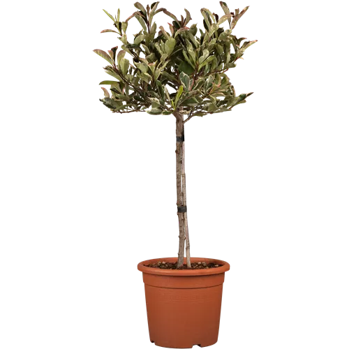 Photinia fraseri 'Pink Marble' -R-